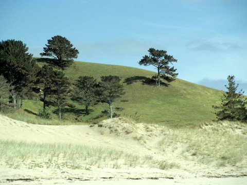 Neuseeland Rundreise mit dem Wohnmobil - Februar/März 1999 eCard versenden / [Tag 8 (28-02)] Nordinsel - Tairua/Hot Water Beach/Cathedral Cove/Coromandel