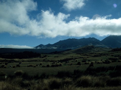Neuseeland Rundreise mit dem Wohnmobil - Februar/März 1999 eCard versenden / [Tag 23 (15-03)] Südinsel - Blackmount/Papatowai