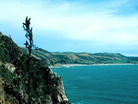 Neuseeland Rundreise mit dem Wohnmobil - Februar/März 1999 eCard versenden / [Tag 24 (16-03)] Südinsel - Nugget Point/Otago Peninsula/Dunedin/Penguin Place Conservation Reserve