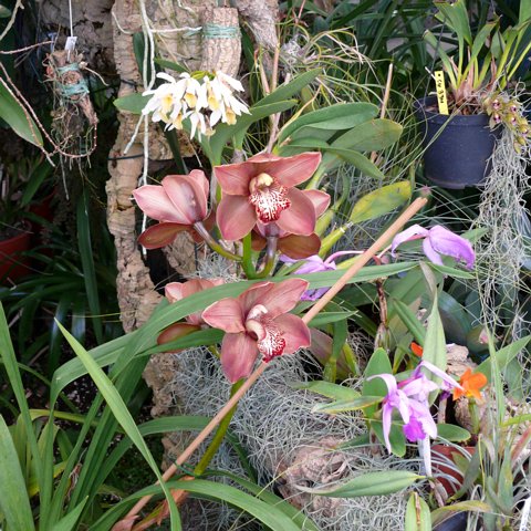 2007-madeira_0173 eCard versenden / [Tag 15 (16-05)] Orchideengarten in Funchal