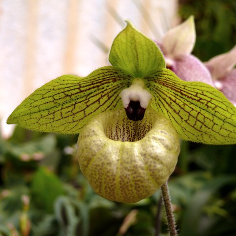 2007-madeira_0176 eCard versenden / [Tag 15 (16-05)] Orchideengarten in Funchal