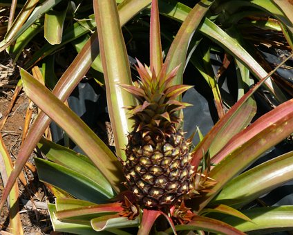2008-elhierro_0175 eCard versenden / [Tag 11 (10-05)] Ananasstauden auf dem Rückweg