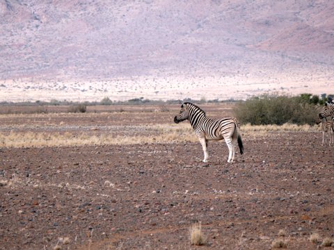 Namibia 2010 eCard versenden / [Tag 3 (26-05)] Fahrt über Maltahöhe zum Namib Rand Nature Reserve,