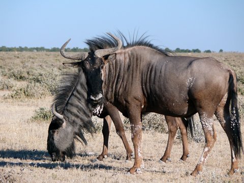 Namibia 2010 eCard versenden / [Tag 13 (05-06)] Etosha Nationalpark (1)