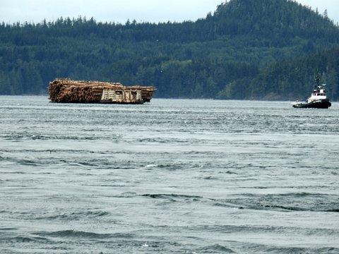 Kanada (British Columbia - Alberta) / August-September 2016 eCard versenden / [Tag 6 (16-08)] Walbeobachtungstour ohne Wale