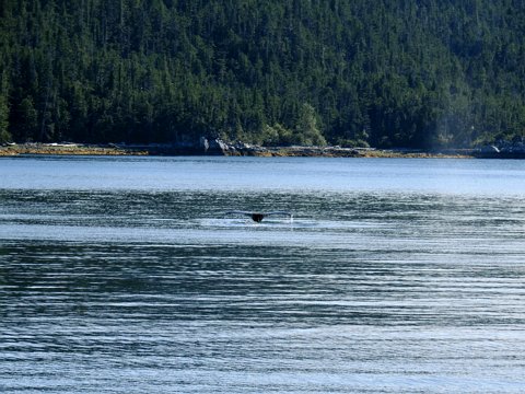 Kanada (British Columbia - Alberta) / August-September 2016 eCard versenden / [Tag 8 (18-08)] Fähre von Port Hardy via Bella Bella nach Bella Coola (inklusive Wale)
