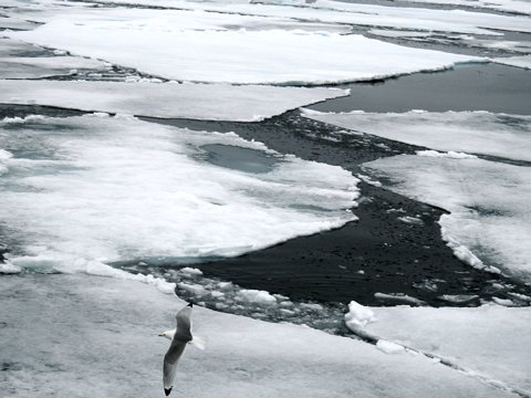 Spitzbergen - Umrundung auf der MS Plancius 23.Juli - 2. August 2017 eCard versenden / [Tag 4 (27-07)] Im Packeis