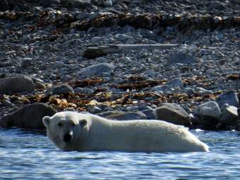 2017-07-26 [Tag 3] Magdalenefjord und im Smeerenburgfjord: Eisbären bei Danskøya, Walrosse bei Smeerenburg